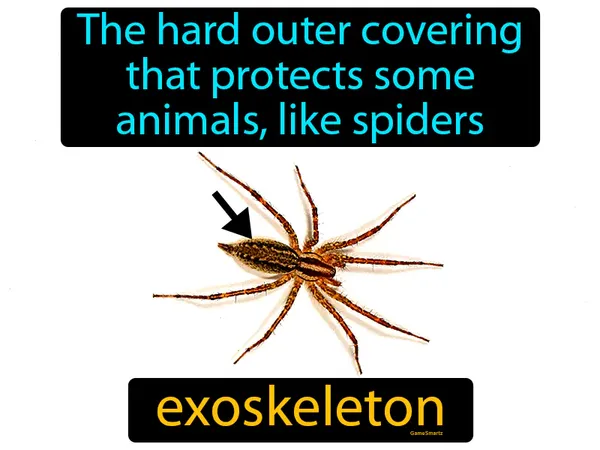 the hard outer covering that protects some animals, like spiders