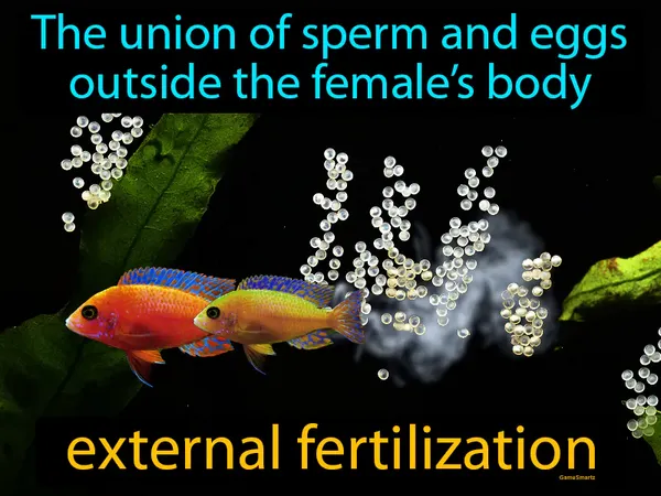 the union of sperm and eggs outside the female’s body