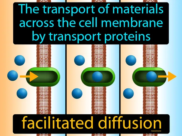 the transport of materials across the cell membrane by transport proteins