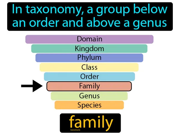 in taxonomy, a group below an order and above a genus