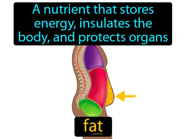 a nutrient that stores energy, insulates the body, and protects organs