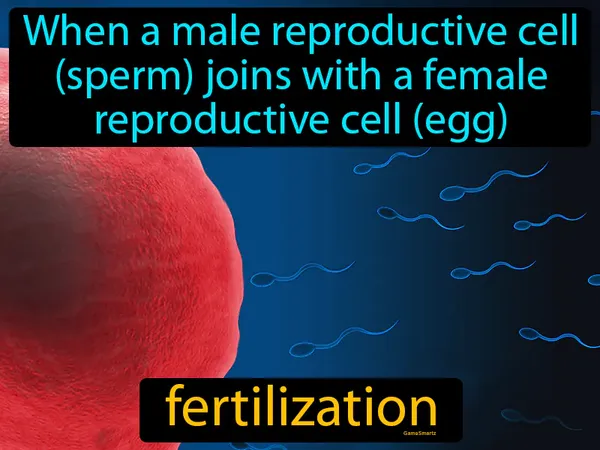 When a male reproductive cell (sperm) joins with a female reproductive cell (egg)