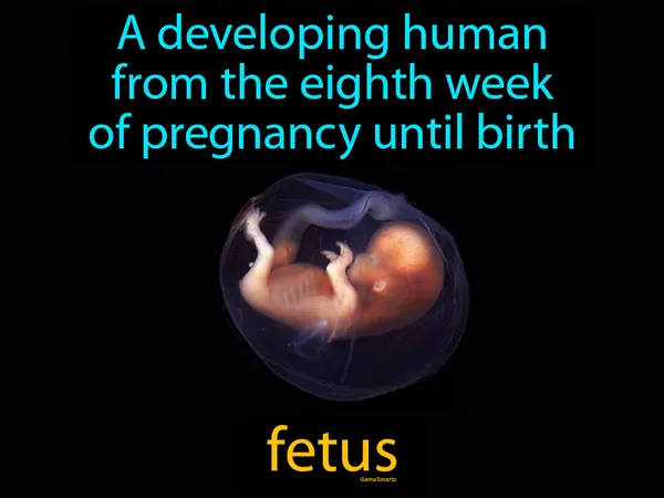 a developing human from the eighth week of pregnancy until birth