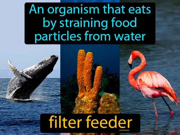 an organism that eats by straining food particles from water
