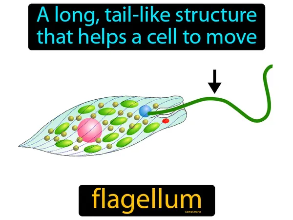 a long, tail-like structure that helps a cell to move