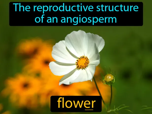 the reproductive structure of an angiosperm