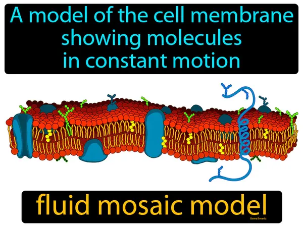 a model of the cell membrane showing molecules in constant motion