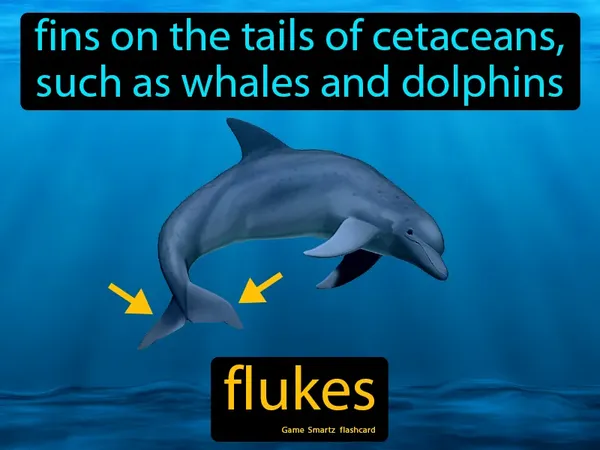 Fins on the tails of cetaceans, such as whales and dolphins