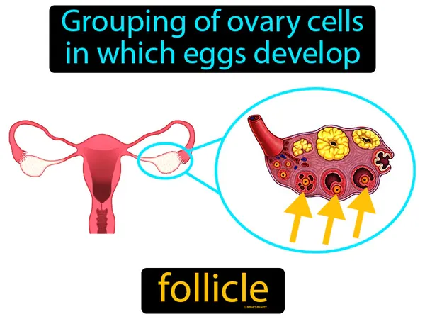 grouping of ovary cells in which eggs develop