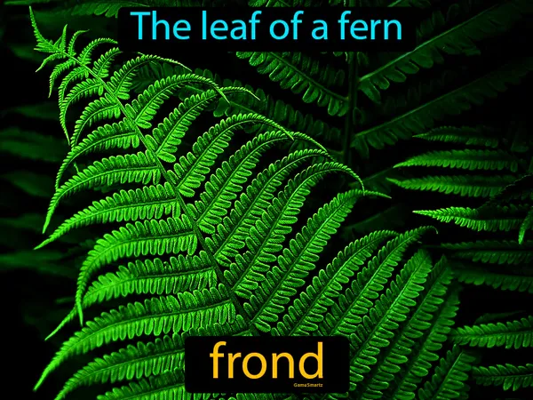 the leaf of a fern