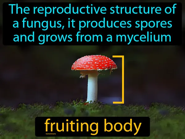 the reproductive structure of a fungus, it produces spores and grows from a mycelium