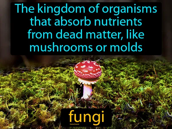 the kingdom of organisms that absorb nutrients from dead matter, like mushrooms or molds
