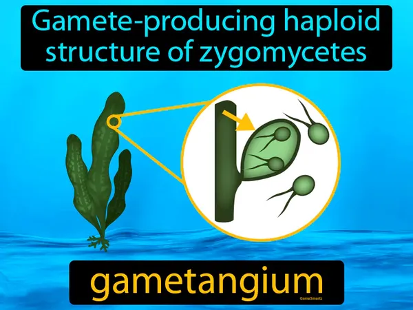gamete-producing haploid structure of zygomycetes