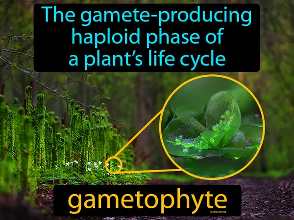 the gamete-producing haploid phase of a plant’s life cycle