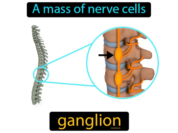 a mass of nerve cells