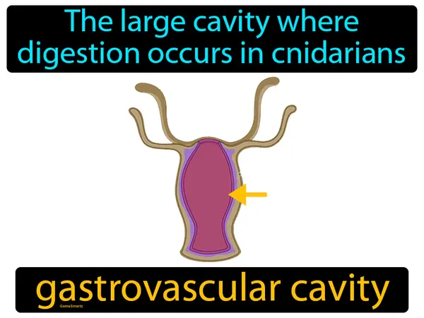 the large cavity where digestion occurs in cnidarians