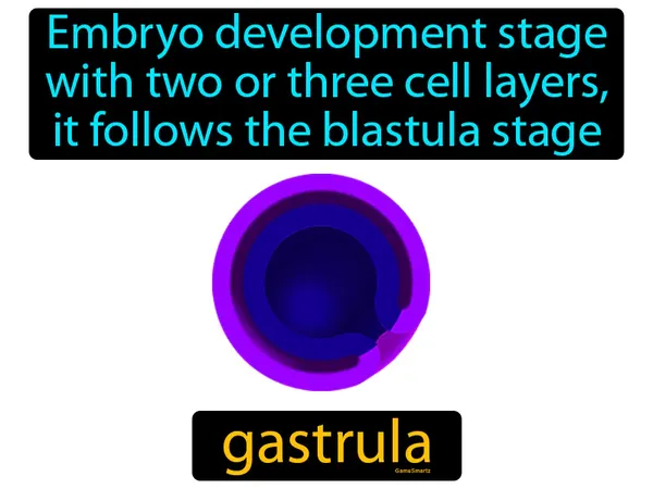 embryo development stage with two or three cell layers, it follows the blastula stage