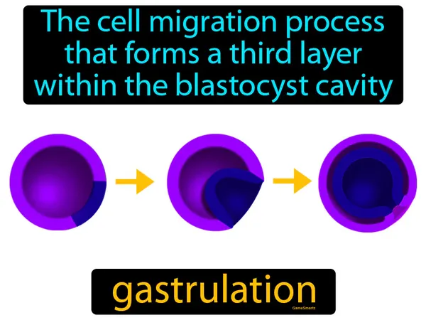 the cell migration process that forms a third layer within the blastocyst cavity