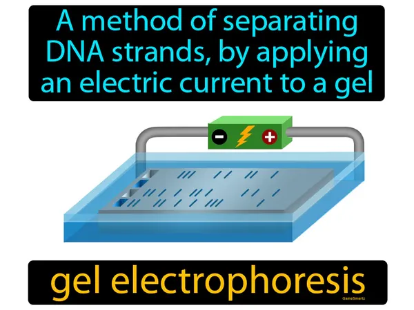 a method of separating DNA strands, by applying an electric current to a gel