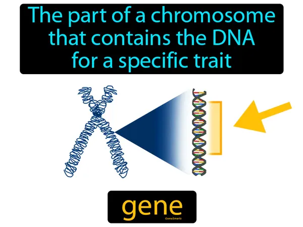 the part of a chromosome that contains the DNA for a specific trait