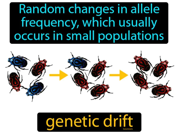 random changes in allele frequency, which usually occurs in small populations