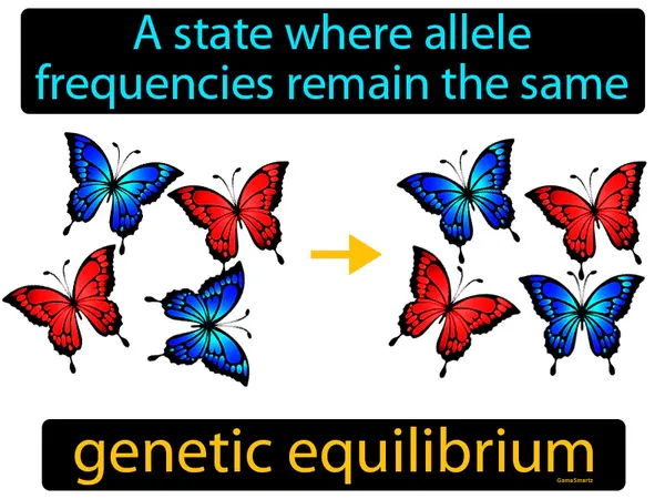 a state where allele frequencies remain the same
