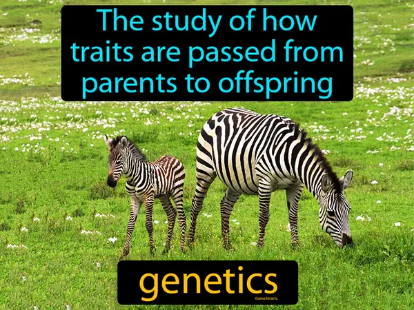 the study of how traits are passed from parents to offspring