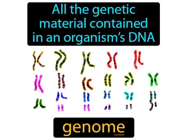 all the genetic material contained in an organism’s DNA