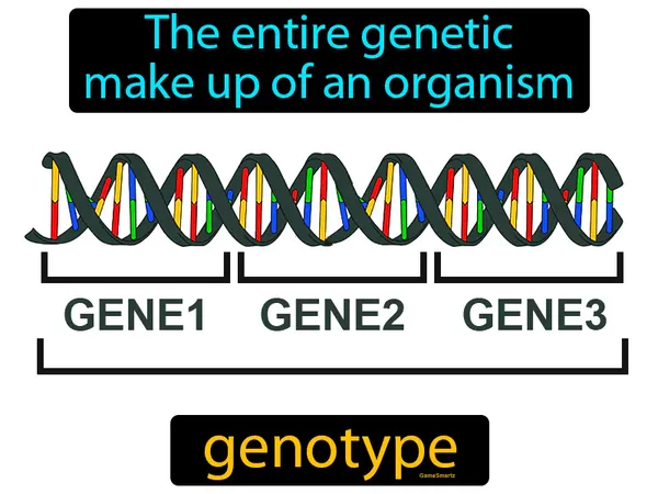 the entire genetic make up of an organism