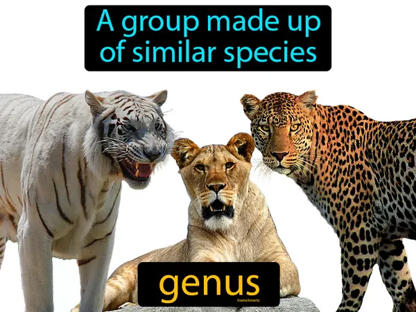 a group made up of similar species