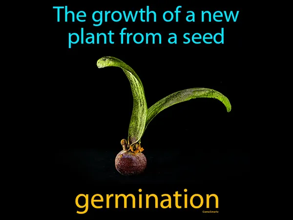 the growth of a new plant from a seed