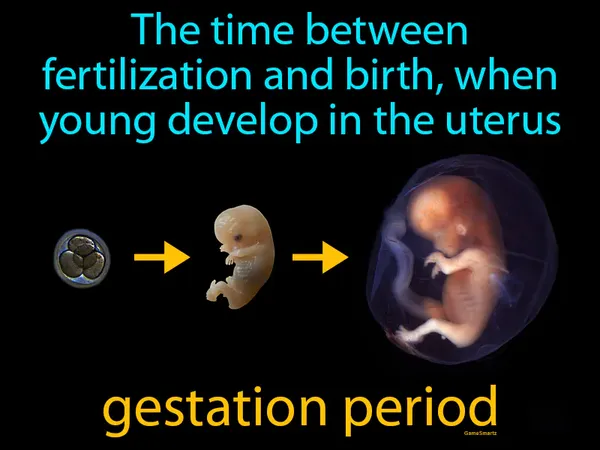 the time between fertilization and birth, when young develop in the uterus