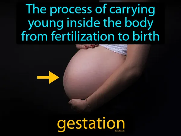 the process of carrying young inside the body from fertilization to birth