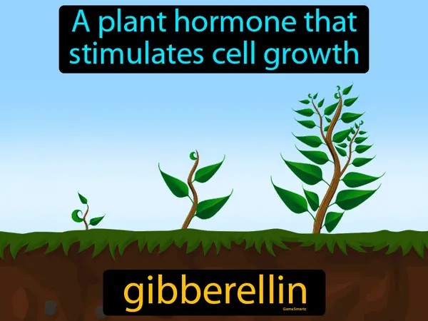 a plant hormone that stimulates cell growth