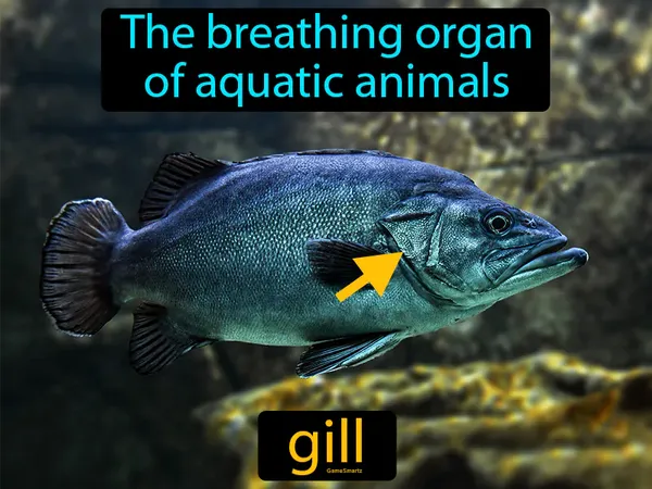 the breathing organ of aquatic animals