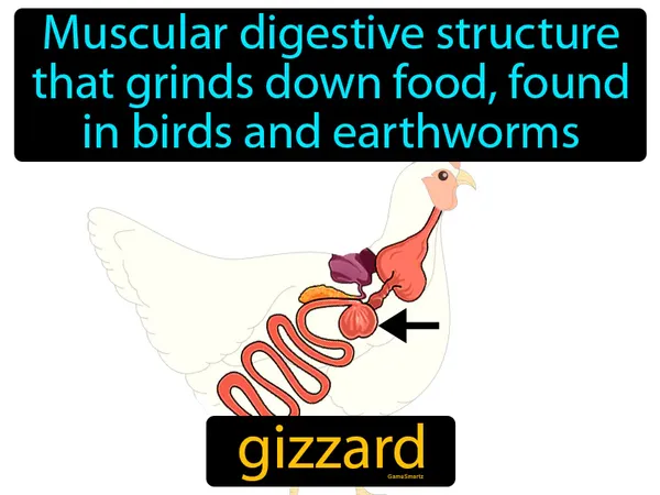 muscular digestive structure that grinds down food, found in birds and earthworms