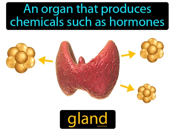 an organ that produces chemicals such as hormones