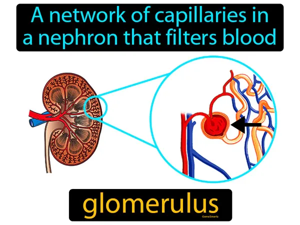 a network of capillaries in a nephron that filters blood