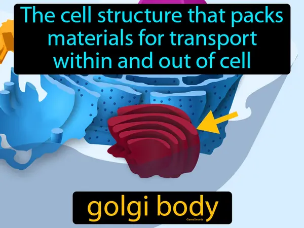 the cell structure that packages materials for transport within and out of cell