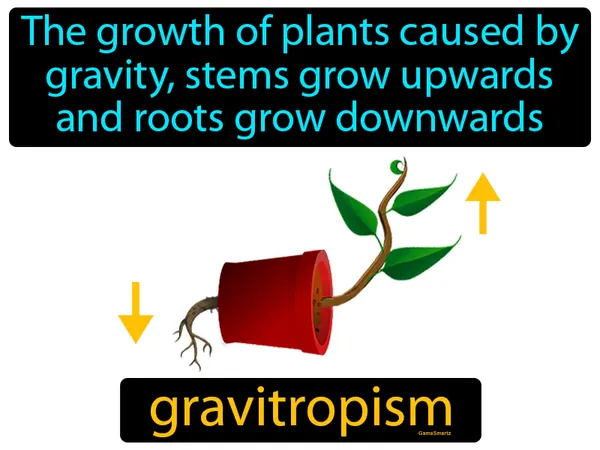 the growth of plants caused by gravity, stems grow upwards and roots grow downwards
