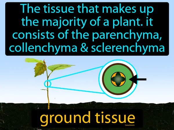 the tissue that makes up the majority of a plant, it consists of the parenchyma, collenchyma and sclerenchyma