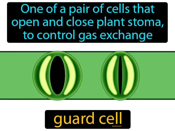 one of a pair of cells that open and close plant stoma, to control gas exchange