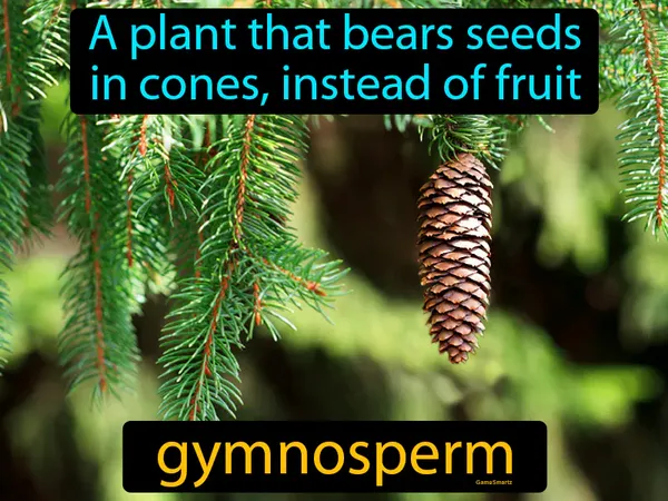 a plant that bears seeds in cones, instead of fruit