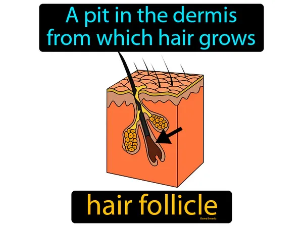 a pit in the dermis from which hair grows