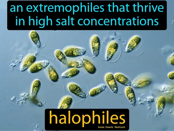 An extremophiles that thrive in high salt concentrations