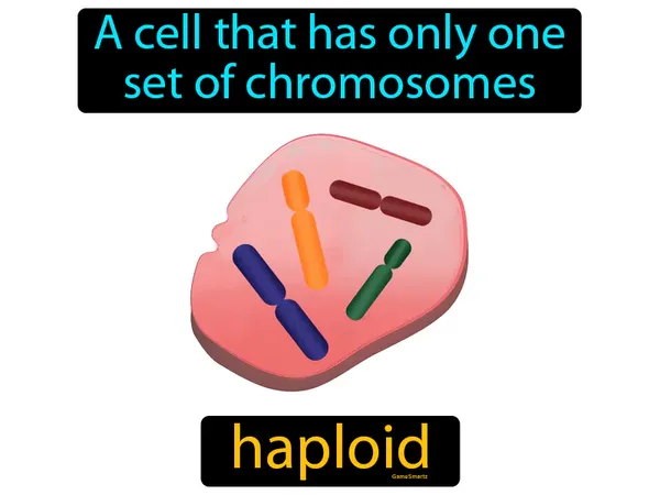 a cell that has only one set of chromosomes