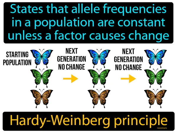 states that allele frequencies in a population are constant unless a factor causes change