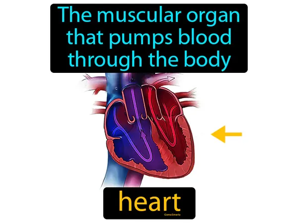 the muscular organ that pumps blood through the body
