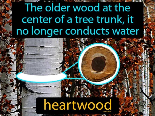 the older wood at the center of a tree trunk, it no longer conducts water