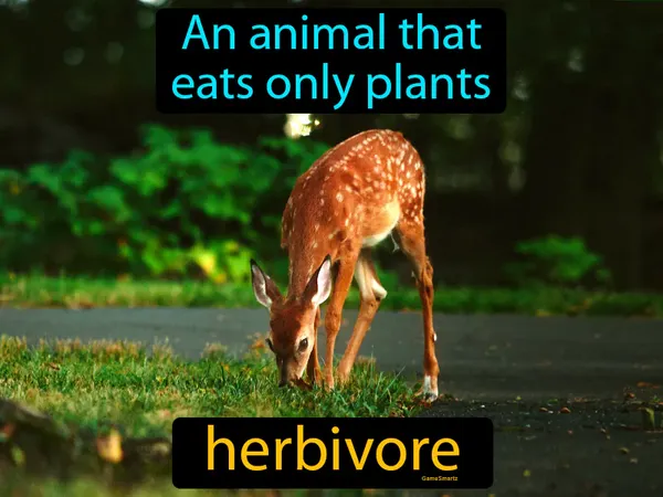 an animal that eats only plants